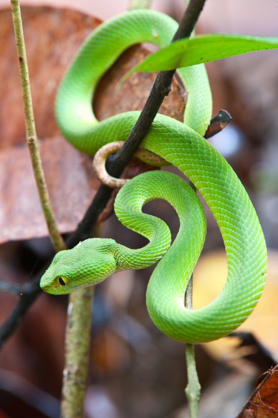 Risultati immagini per un serpente verde