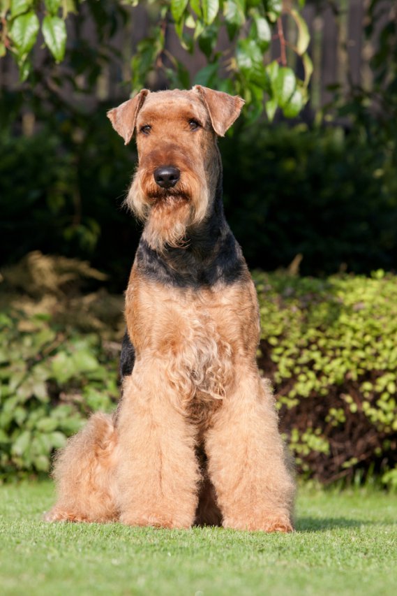 Airedale Terrier - Terrier | DonnaD