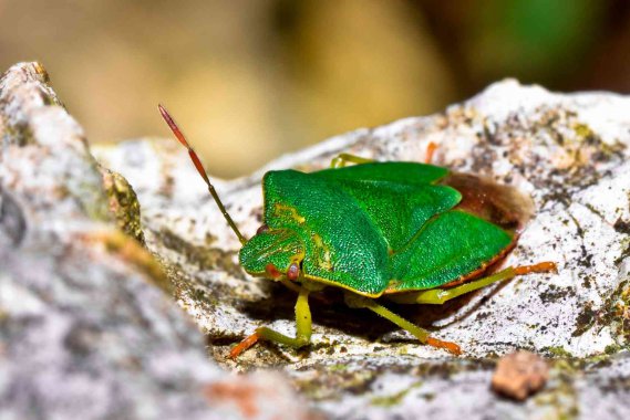 Come Eliminare Le Cimici Trucchi E Prodotti Per Combattere Le Cimici Verdi E Del Letto Donnad