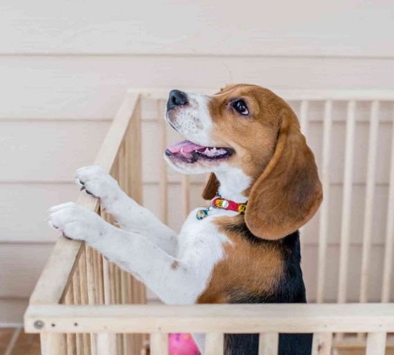 Come costruire un recinto per cani: box fai da te
