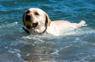 cane vacanza acqua mare lago relax amico padrone