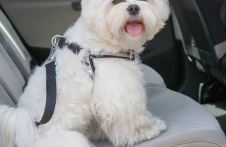 cane cintura di sicurezza auto pericolo danni legislazione
