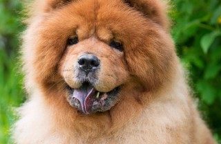 oroscopo cinese cane