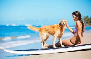 Si possono portare i cani in spiaggia e sulla battigia?
