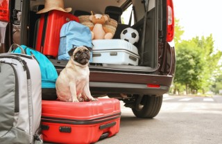 cane, vacanza, valigia
