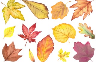 foglie autunnali da stampare, foglie autunno da stampare