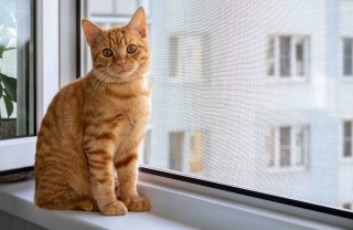 Esistono zanzariere a prova di gatto?