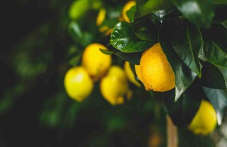 Come prendersi cura della pianta del limone