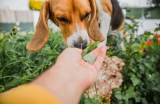 Cani mangiano erba