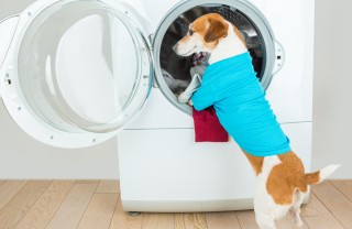 raffigurato un cane appoggiato all'oblò della lavatrice, lavaggio per sbiancare magliette bianche con stampe
