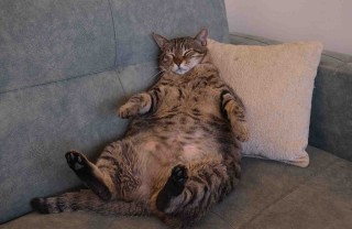 gatto grasso