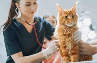 Come calmare il gatto dal veterinario