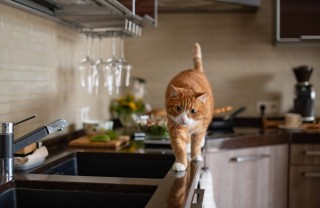 gatto in cucina