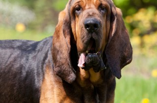 Cane di Sant’Uberto (Bloodhound) - Levrieri e segugi