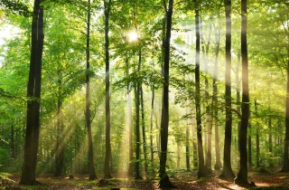 Che cosa significa sognare un bosco
