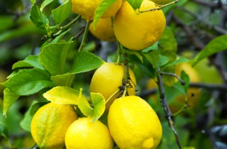Succo di limone, alleato in casa
