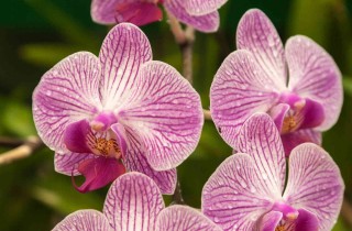 Come curare le orchidee? Suggerimenti pratici