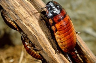 Sognare scarafaggi: cosa significa?