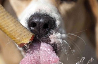 Colpo di calore nei cani: sintomi