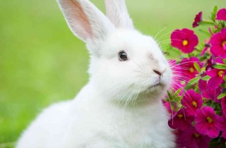 Nomi per conigli: ecco quelli più simpatici e diffusi