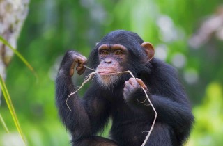 oroscopo cinese scimmia
