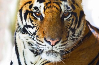 Oroscopo cinese: la tigre