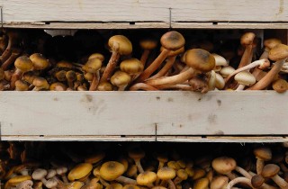 Come coltivare i funghi in casa