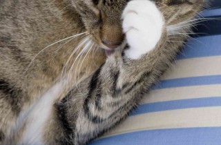 Come pulire gli occhi ai gattini
