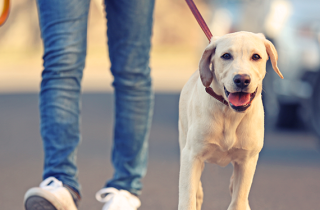 La tua città è pet friendly? 5 consigli per viaggiare con il tuo cane