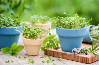 Come coltivare piante aromatiche in vaso