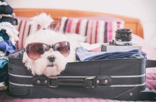Cosa mettere in valigia per il cane: ecco cosa portare