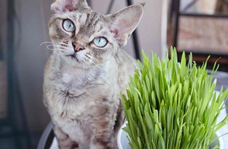 Erba gatta: a cosa serve ed effetti sugli animali