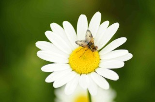 Punture di insetti: rimedi tradizionali e naturali contro vespe, zanzare, api e calabroni