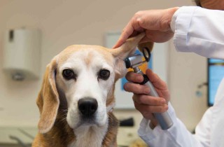 Come pulire le orecchie del cane: prodotti e rimedi