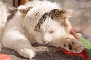 Come disinfettare una ferita a un gatto: consigli utili