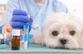 Leishmaniosi del cane: sintomi e cura