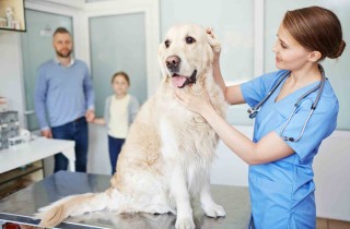 Spese veterinarie detraibili 2017: la guida completa