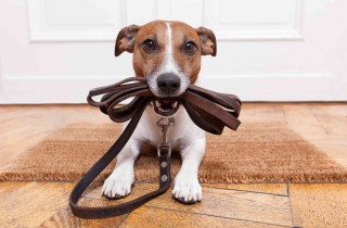 Leggi il regolamento sui cani al guinzaglio e porta a spasso Fido senza pensieri!
