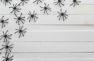 Ecco tutti i segreti per eliminare i ragni da casa: addio fobie!