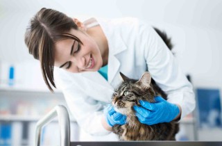 Sterilizzazione del gatto: costi, decorso post operatorio e dieta