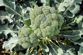 Broccoli: quando si seminano e come coltivarli