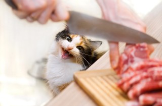 Giornata del Gatto: il menu a tema che farà impazzire anche il tuo micio.