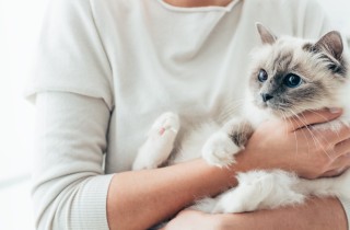 Rogna nel gatto: come capire se Fuffy ha gli acari