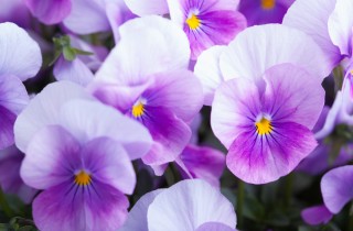 Come coltivare le violette sul terrazzo di casa