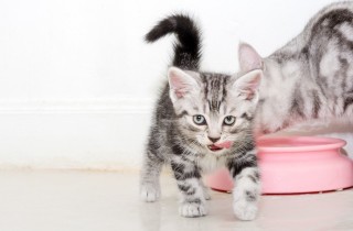 Alimentazione del gattino, dosaggi e cibi giusti mese per mese