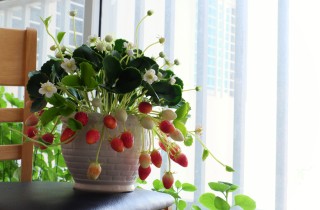 Coltivare le fragole in vaso, 7 consigli utili