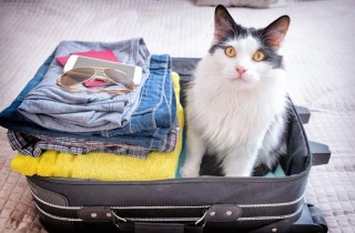 Portare il gatto in vacanza: come diminuire lo stress del micio per gli spostamenti