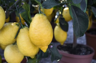 Come coltivare i limoni sul balcone