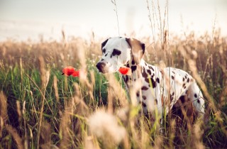 Allarme forasacchi: come proteggere il cane e cosa fare se le spighe sono finite sottocute