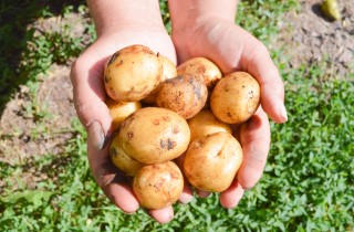 Come coltivare le patate nell’orto, 7 consigli utili